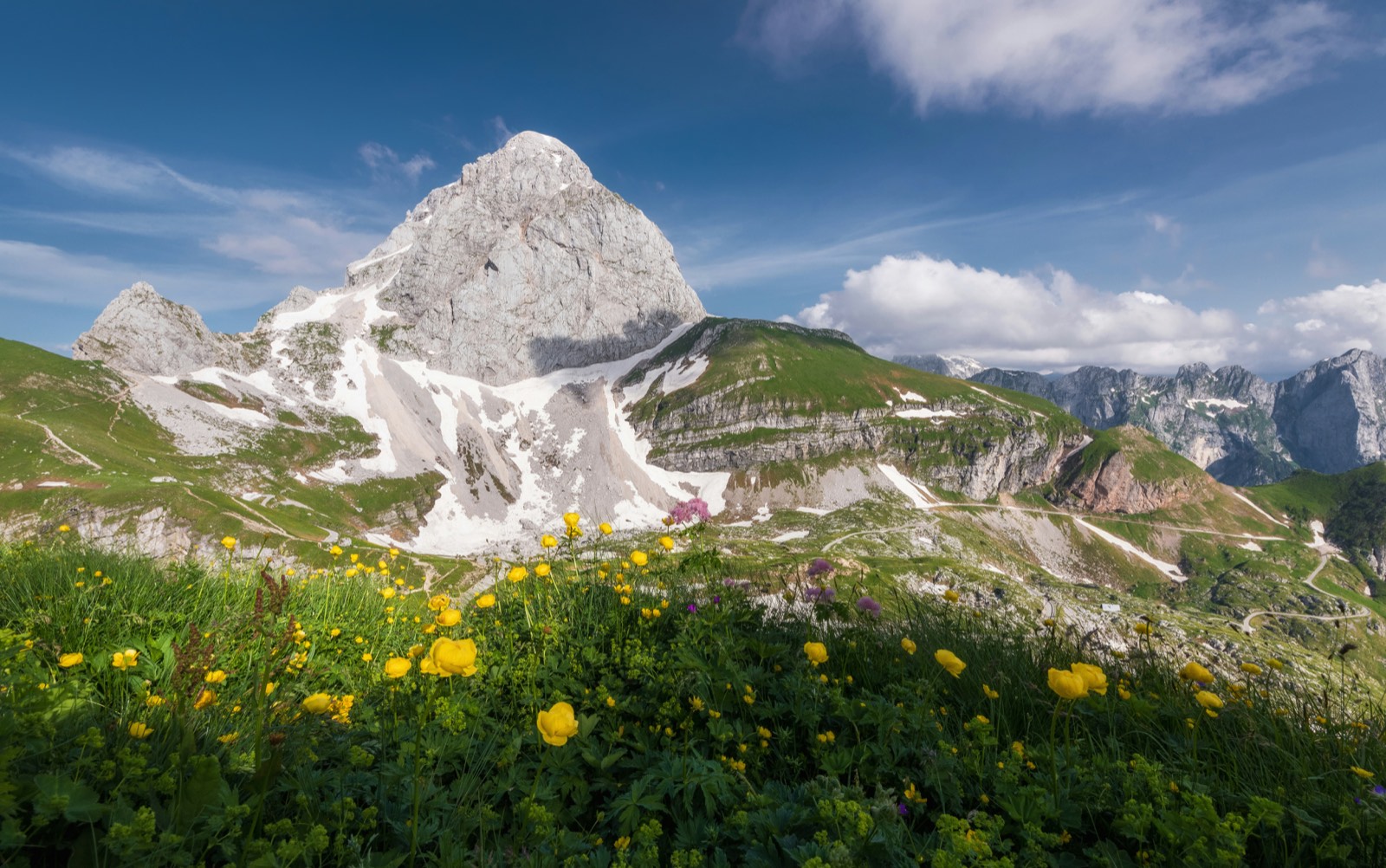 Alpine wildflowers — Uttarakhand Himalayas