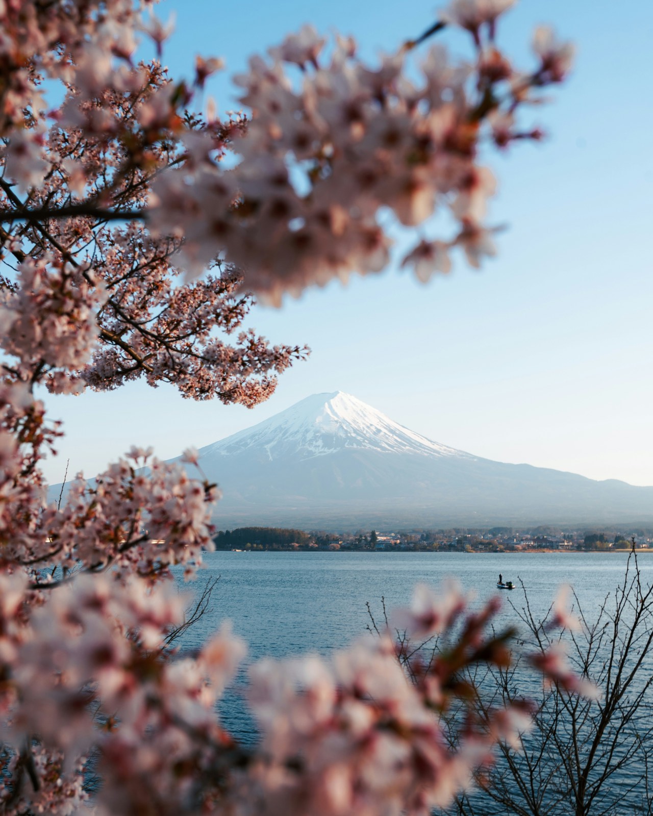 Cherry blossom (sakura) — Tokyo, Kyoto & Osaka (nationwide Jan–May)