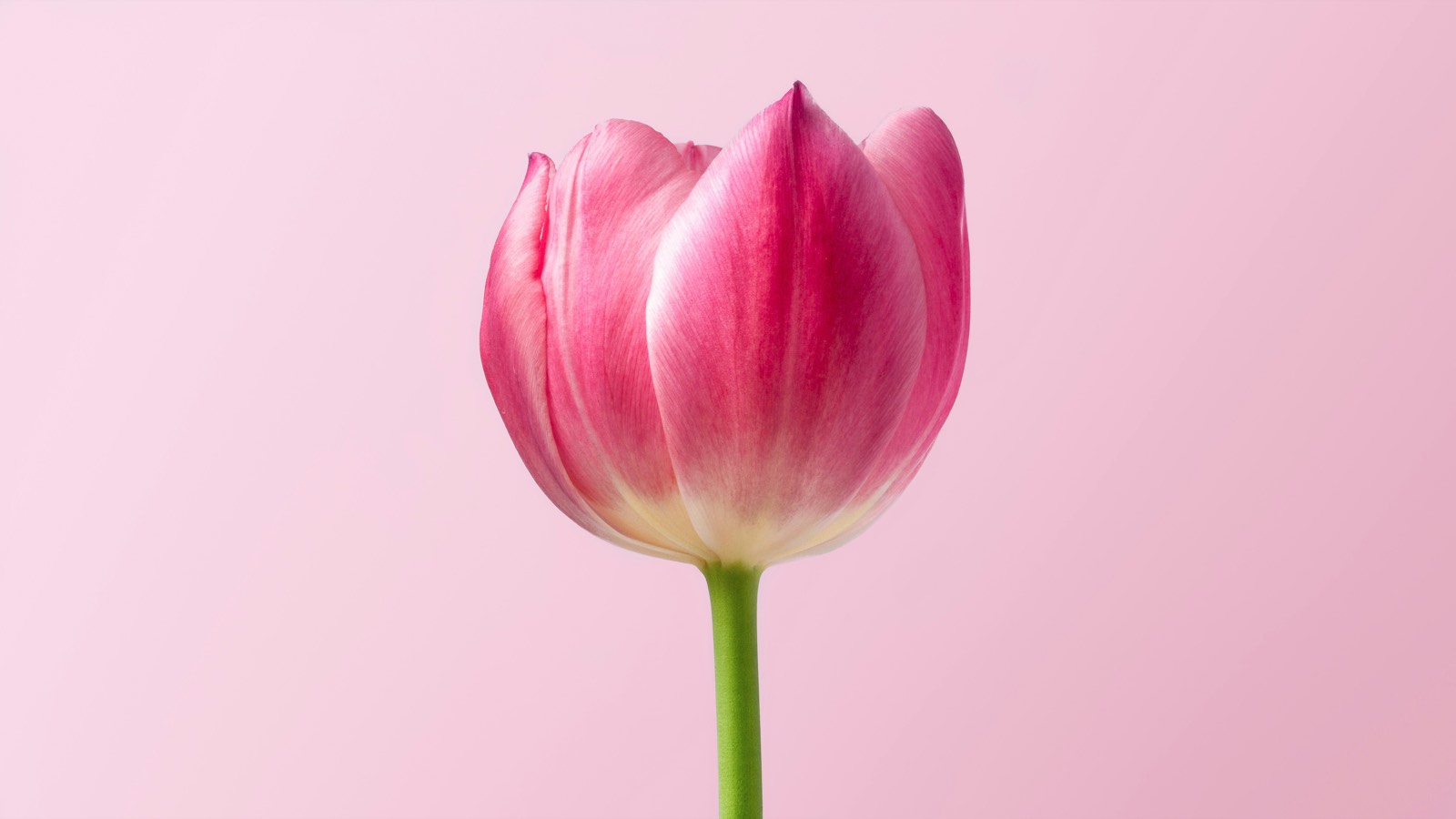 Tulip — Keukenhof, Bollenstreek & Flevoland
