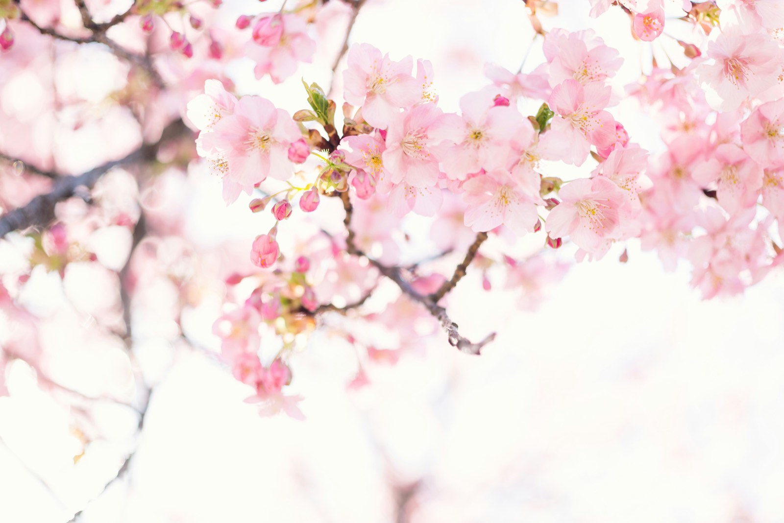 Cherry blossom — Jinhae (Changwon), Seoul & Busan