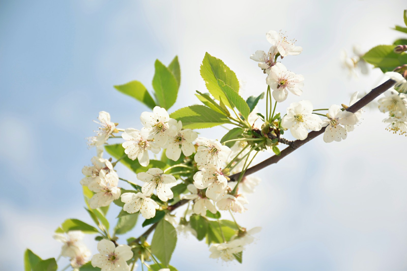 Cherry blossom — Alishan, Chiayi County