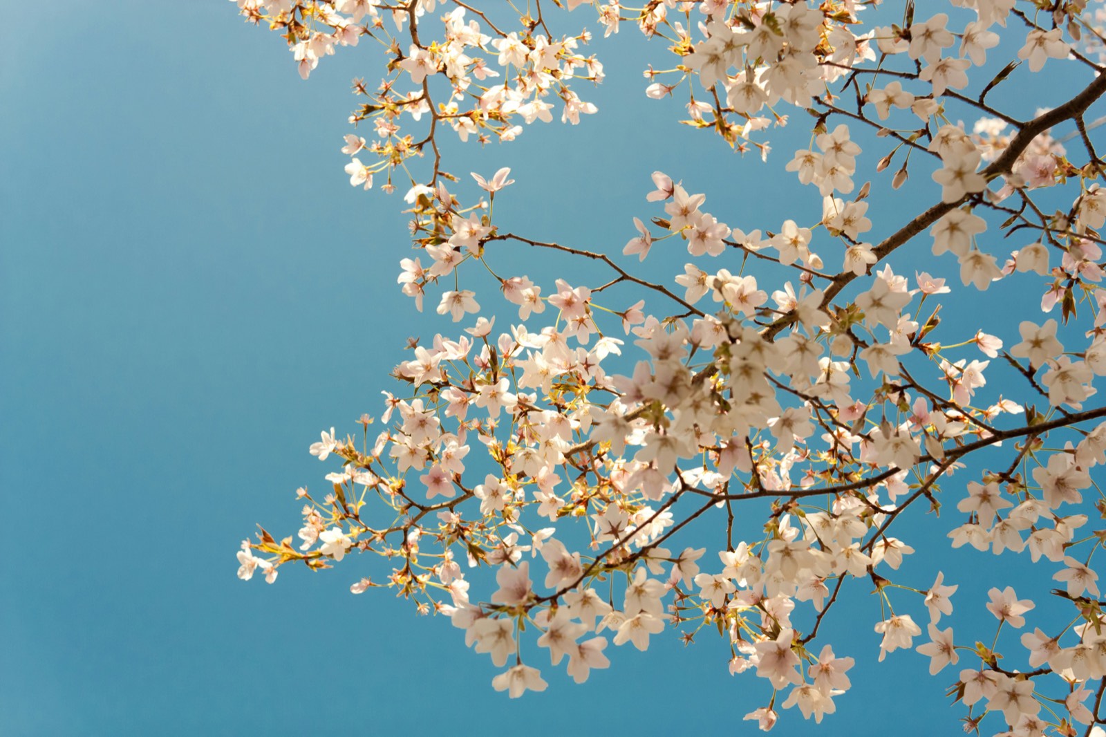Cherry blossom (Yoshino) — Washington, DC — Tidal Basin