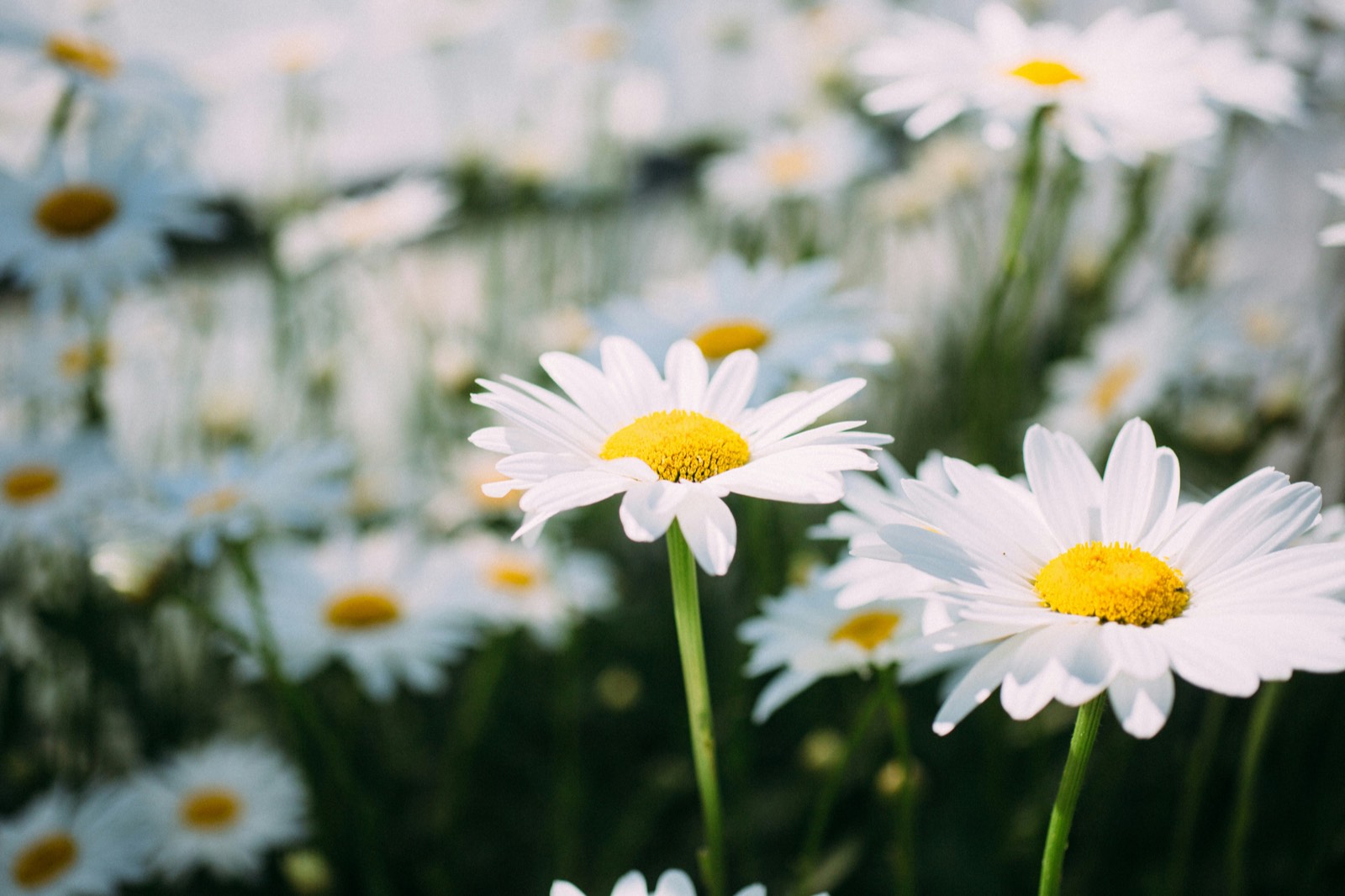 Everlastings & 12,000+ wildflower species — Coral Coast, Wheatbelt & Perth