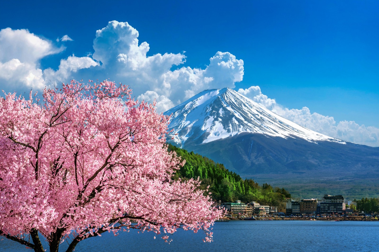 Mount Fuji rising behind a pink cherry blossom tree at Lake Kawaguchiko