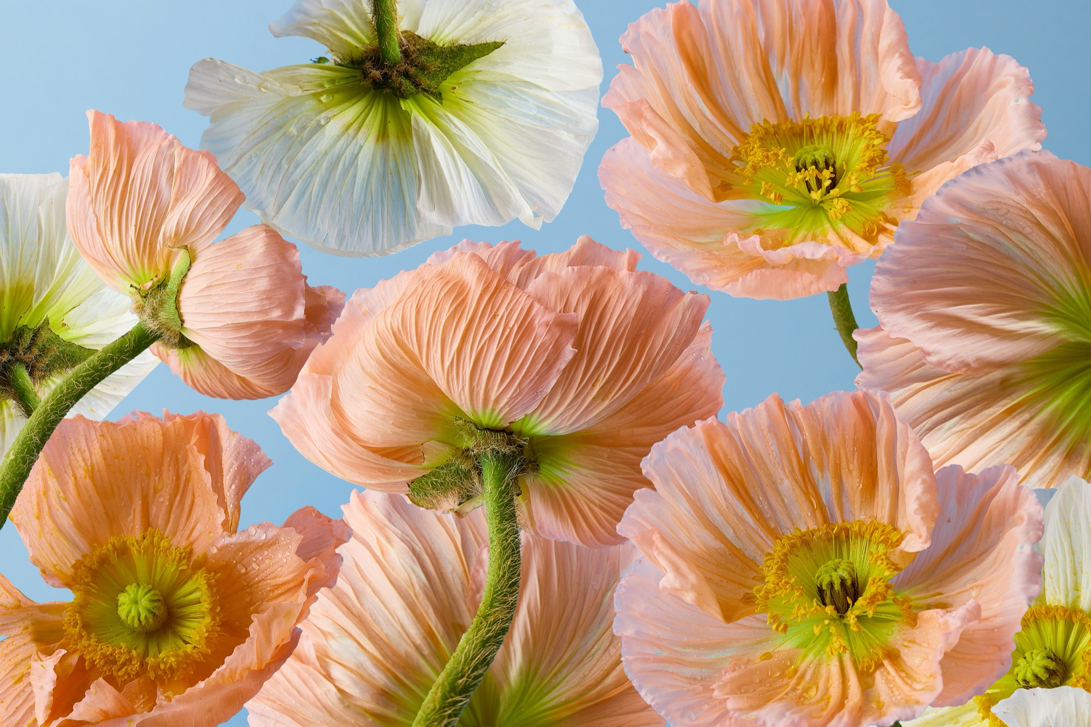 Peach and white Iceland poppies against a clear blue sky